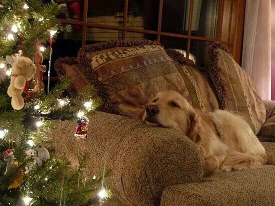 christmas dog